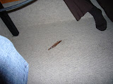We dropped a live shrimp at diner time in Sakai. Oops.