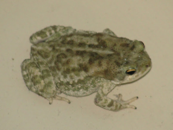 Spotting Image 1