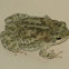 Green Toad
