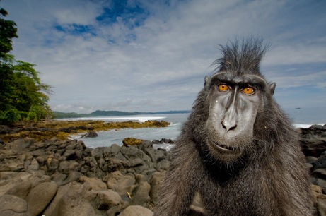 arabaquarius_macaque_461