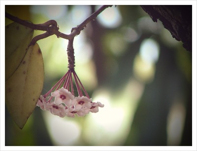 hoya vine (6)