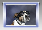 Traveling With Tiger Slideshow slideshow
