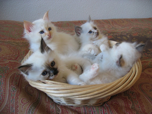 http://lh3.ggpht.com/_RPRcjGlukzM/R8QthoP0YiI/AAAAAAAAAKM/WGe1juB9_pE/Photo+052.jpg