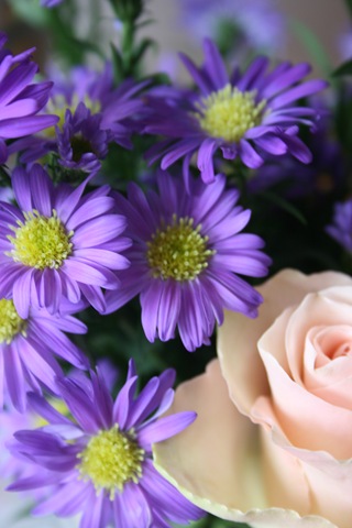 [blomster 007[3].jpg]
