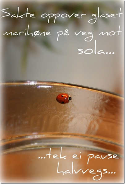 marihøne
