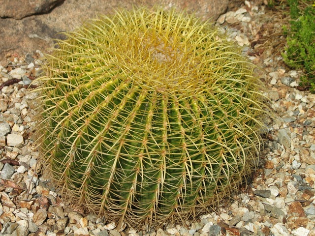 [Cactus8[4].jpg]