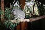 Koala!!!!
