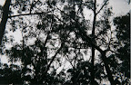 Koalas...if you look VERY carefully!