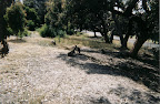 A wallaby on a golf course