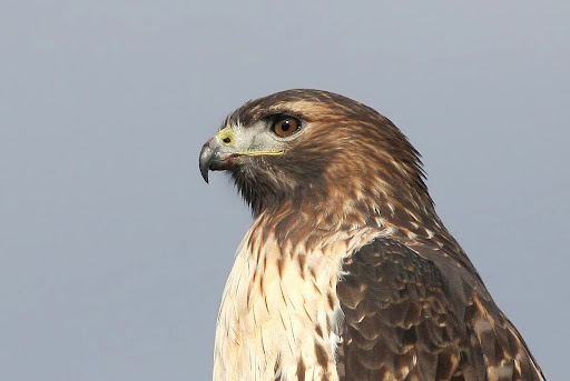 IMAGE: http://lh3.ggpht.com/_RSDQDKPui5k/SvH64rpjBXI/AAAAAAAAHMI/0vWoE2xeidc/IMG_3074_A.jpg