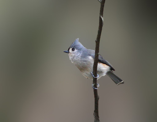 IMAGE: http://lh3.ggpht.com/_RSDQDKPui5k/Sw_0gxvgbXI/AAAAAAAAHUc/ZJBj2G3PdTU/IMG_3501_A.jpg