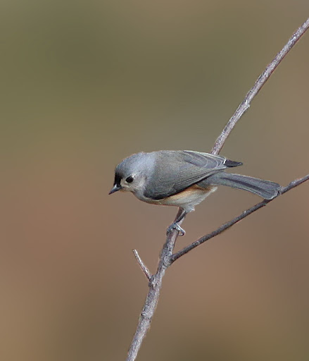 IMAGE: http://lh3.ggpht.com/_RSDQDKPui5k/SxLjK52RFgI/AAAAAAAAHWw/N-tUkwWtErM/IMG_3999_B.jpg