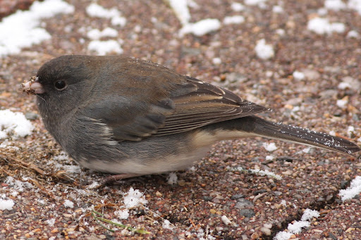 IMAGE: http://lh3.ggpht.com/_RSDQDKPui5k/SzZv77f5UqI/AAAAAAAAHkc/Aj46O8f-OwU/IMG_4745_A.jpg