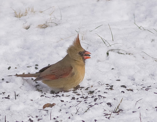 IMAGE: http://lh3.ggpht.com/_RSDQDKPui5k/SzpjtlP24YI/AAAAAAAAHpg/FWSP3pLu3wI/IMG_5119_A.jpg