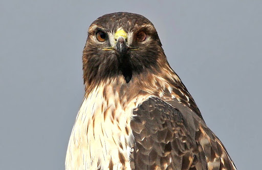 IMAGE: http://lh3.ggpht.com/_RSDQDKPui5k/SzuE6HQXOFI/AAAAAAAAHqs/cJ1_fRxtvm0/IMG_3095_A.jpg