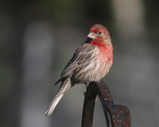 IMAGE: http://lh3.ggpht.com/_RSDQDKPui5k/TABSsVC13dI/AAAAAAAALBg/t_BcU2uEKKI/IMG_6146_1.jpg