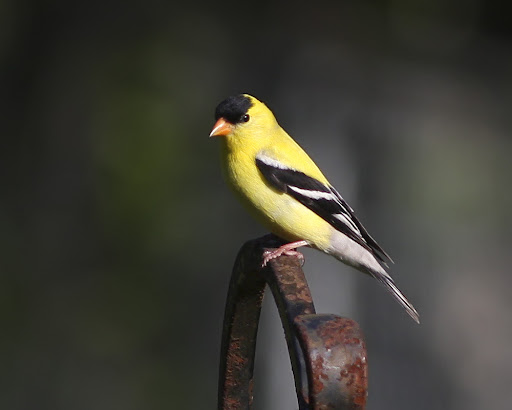 IMAGE: http://lh3.ggpht.com/_RSDQDKPui5k/TABiPGP-bTI/AAAAAAAALCA/8wgGQRrncqM/IMG_6153_A.jpg