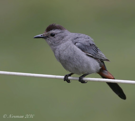 IMAGE: http://lh3.ggpht.com/_RSDQDKPui5k/TCdvRfK6x-I/AAAAAAAALYs/POS14oQDwO8/IMG_8139_A.jpg