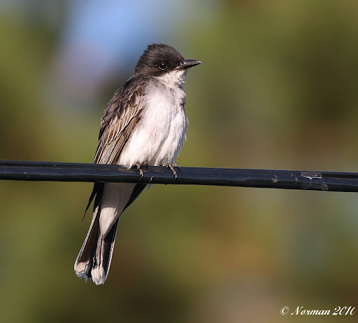 IMAGE: http://lh3.ggpht.com/_RSDQDKPui5k/TDIQZQm7wdI/AAAAAAAALeg/53900_G2xUY/IMG_8654_A.jpg