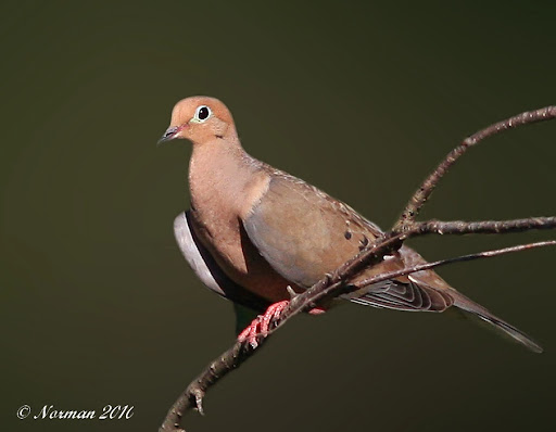 IMAGE: http://lh3.ggpht.com/_RSDQDKPui5k/THwh9IKiu3I/AAAAAAAAM5k/p5rHE1-rjZo/IMG_3195_A.jpg