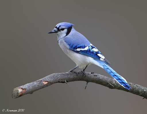 IMAGE: http://lh3.ggpht.com/_RSDQDKPui5k/TOZBfiFqO3I/AAAAAAAANgA/q0ADpjfZAbA/IMG_5562_B.jpg