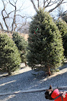 Searching for the perfect Xmas tree