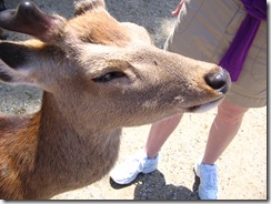 09Japan-Nara 055