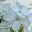 plumbago