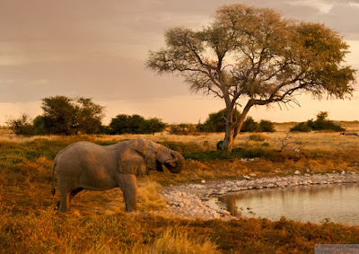 elephant at sunset watering hole in namibia elephant at sunset watering hole in namibia