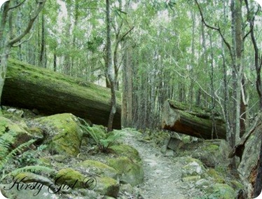 Mt. Wellington Track #6