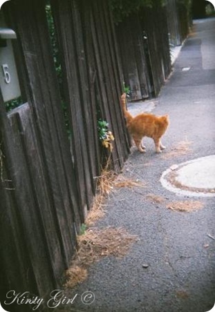 holga-feline-friend-4 holga-feline-friend-4