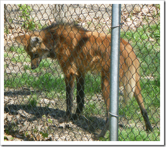 Maned Wolf