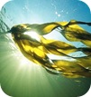 seaweed