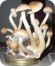 mushrooms