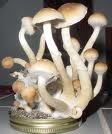 [mushrooms[1].jpg]