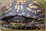 Eastern Box Turtle