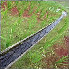 Bamboo-irrigation-0 Bamboo-irrigation-0
