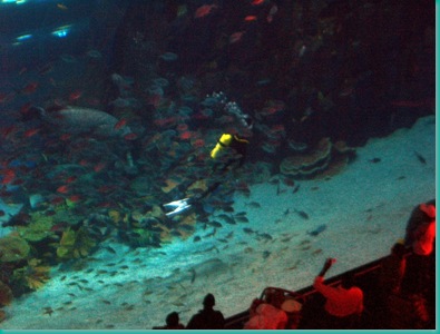 Dubai+mall+aquarium+pics