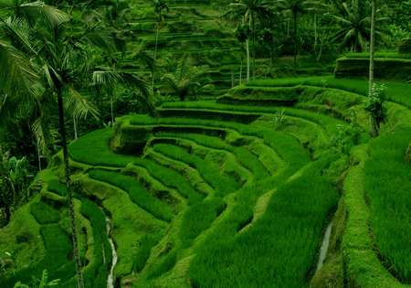 Ceking agro tourism Ceking, agro tourism