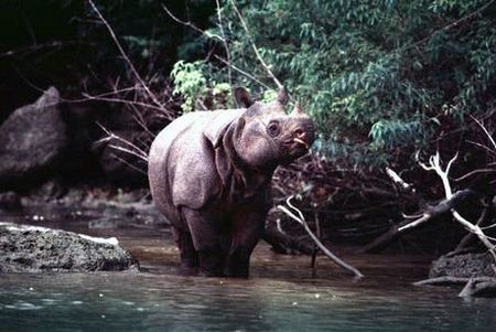 Javan Rhinoceros 