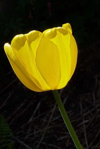 P1010067_tulip[1]