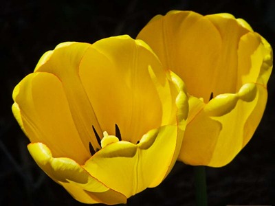 DSCF4392_tulips[1]