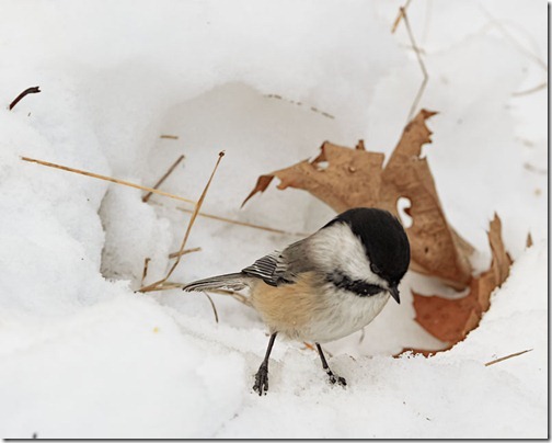 DSC_7202_chickadee