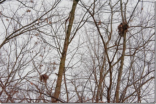 DSC_7209_nests