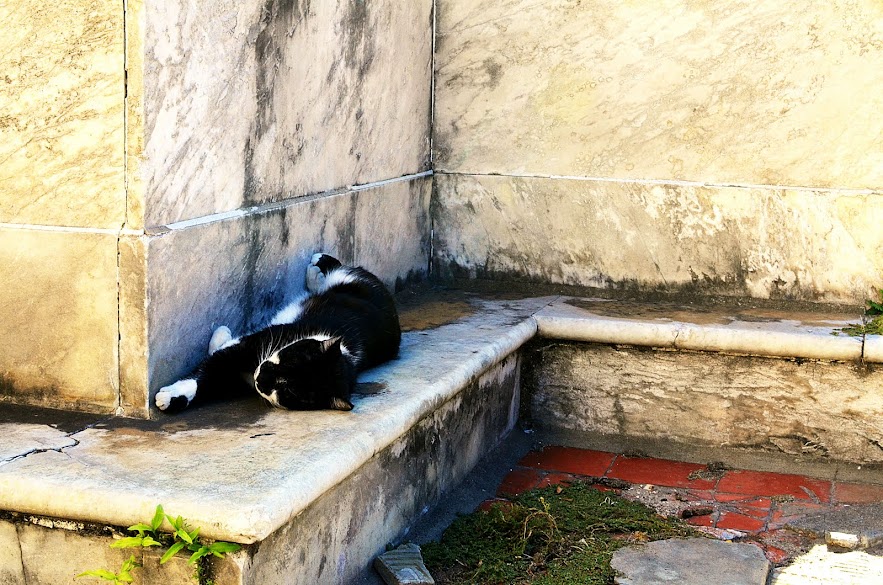 One of the cleaner looking cats... DSC_4297.JPG