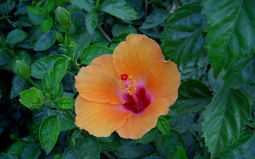 hibiscus tiliaceus rubra