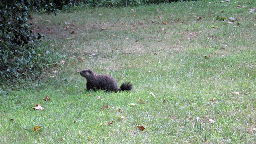 critter