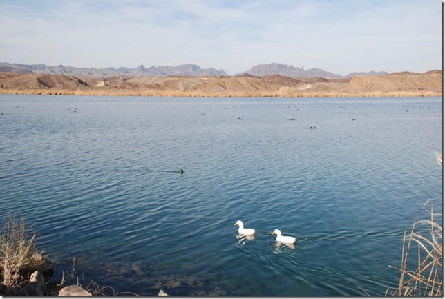 01-17-10 B Colorado River at Parker (4) 01-17-10 B Colorado River at Parker (4)