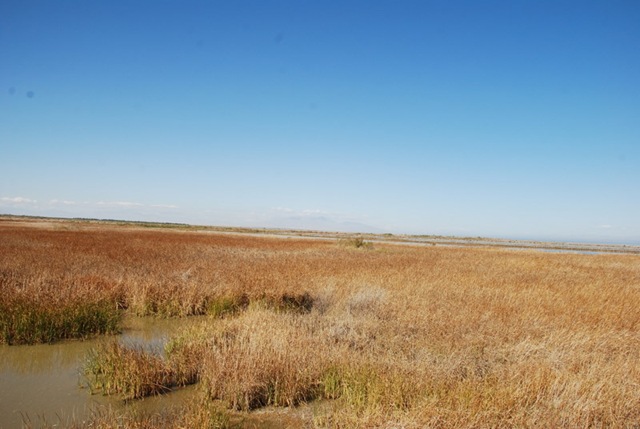 [02-08-10 C Sonny Bono NWR - Unit 1 039[3].jpg]