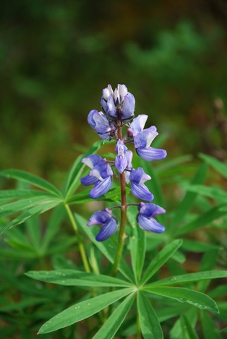 [062409XDenaliNationalPark0183.jpg]